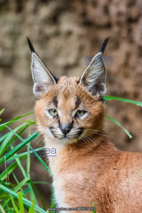 : Young Caracal Kitten (Caracal caracal). Caracals : Young Caracal Kitten (Caracal caracal). Caracals