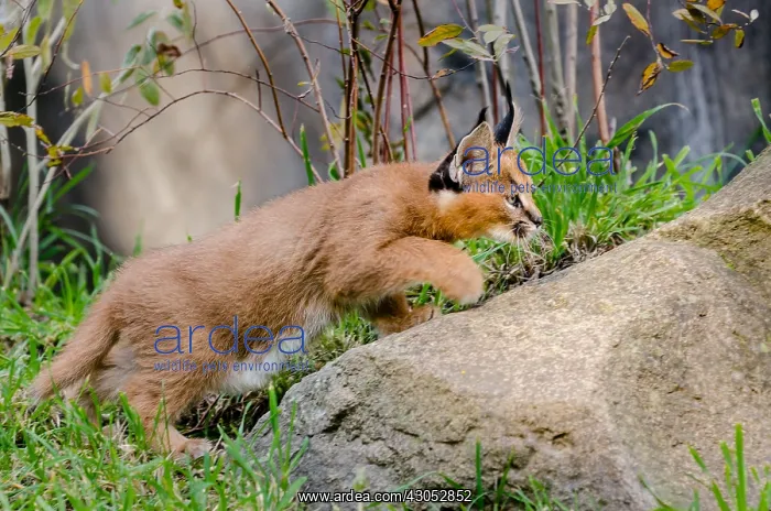 : Young Caracal Kitten (Caracal caracal) stalking : Young Caracal Kitten (Caracal caracal) stalking