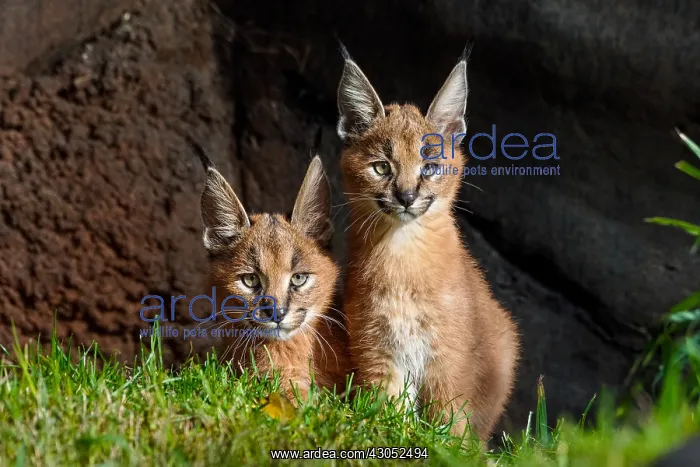 : Two young Caracal Kittens (Caracal caracal). Caracals : Two young Caracal Kittens (Caracal caracal). Caracals
