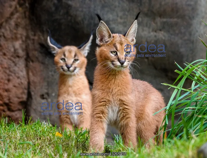 : Two young Caracal Kittens (Caracal caracal). Caracals : Two young Caracal Kittens (Caracal caracal). Caracals