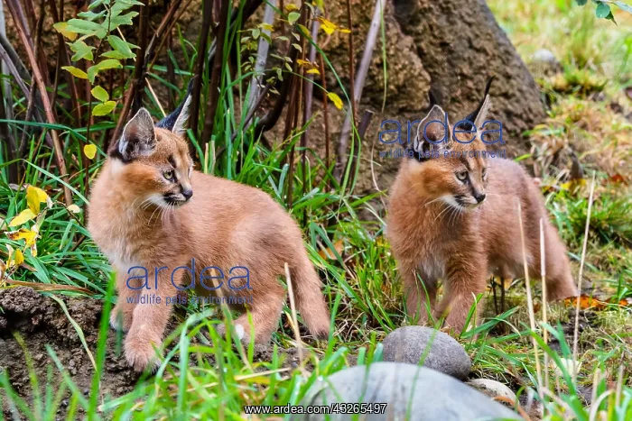 : Two young Caracal Kittens (Caracal caracal). Caracals : Two young Caracal Kittens (Caracal caracal). Caracals