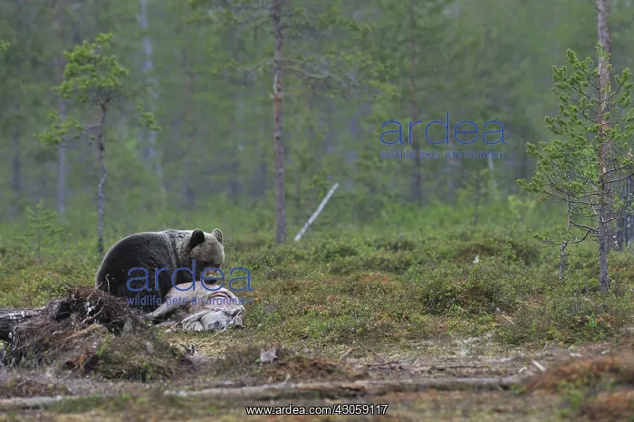 : Young Carpathian Brown Bear stealing a piglet Finland : Young Carpathian Brown Bear stealing a piglet Finland