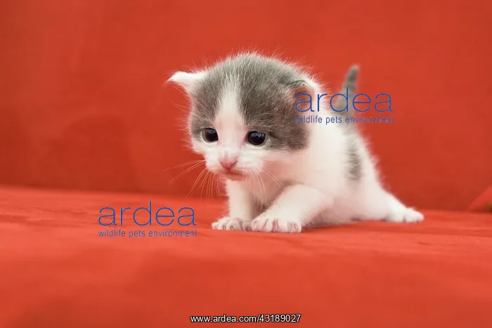 : Young cat (Felis silvestris catus), 2 weeks, on : Young cat (Felis silvestris catus), 2 weeks, on