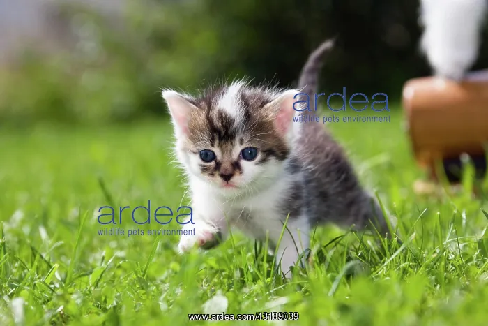 : Young cat (Felis silvestris catus) running in the : Young cat (Felis silvestris catus) running in the