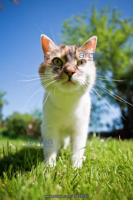 : Young cat in the garden : Young cat in the garden