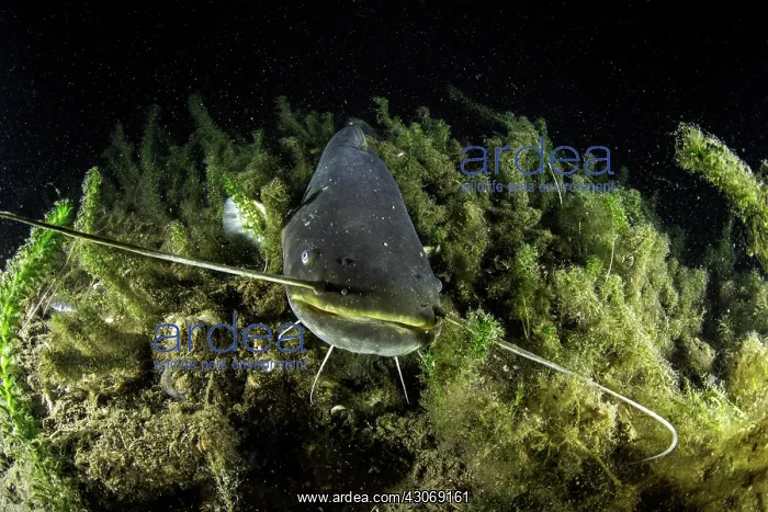 : Young catfish, Silurus glanis, also called sheatfish : Young catfish, Silurus glanis, also called sheatfish