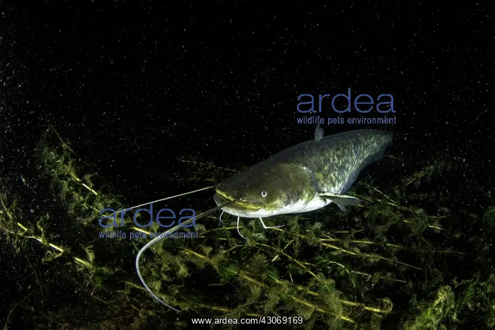 : Young catfish, Silurus glanis, also called sheatfish : Young catfish, Silurus glanis, also called sheatfish