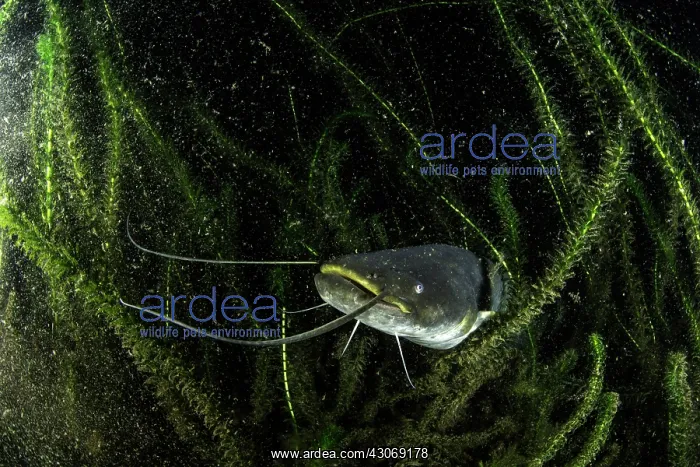 : Young catfish, Silurus glanis, also called sheatfish : Young catfish, Silurus glanis, also called sheatfish