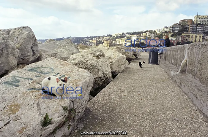 : Young Cats sitting on a dam rock Naples Italy : Young Cats sitting on a dam rock Naples Italy
