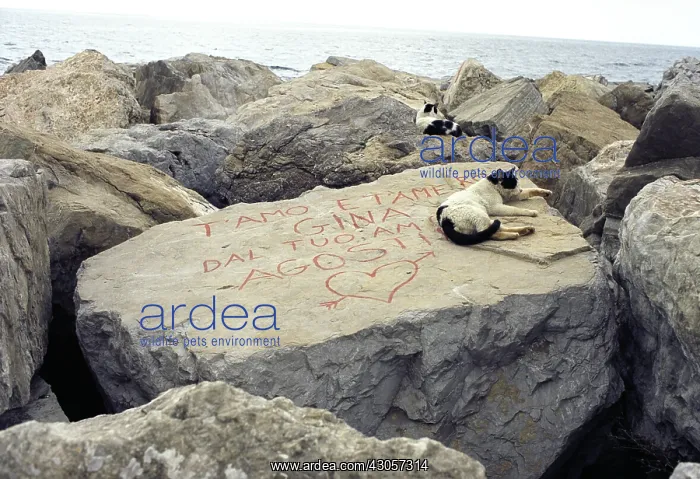 : Young Cats sitting on a dam rock Naples Italy : Young Cats sitting on a dam rock Naples Italy