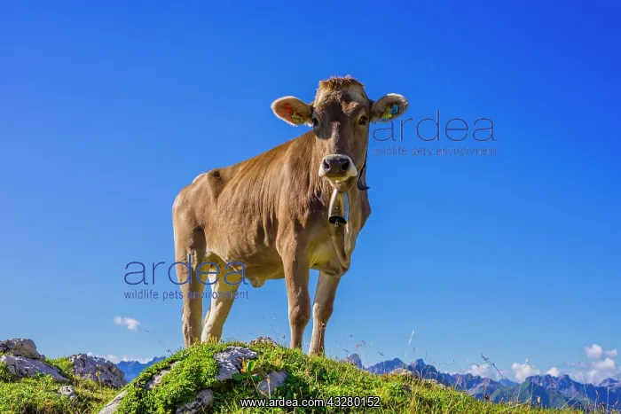 : Young cattle, heifer (Bos taurus), Allg&, x4d60;Braunvieh : Young cattle, heifer (Bos taurus), Allg&, x4d60;Braunvieh