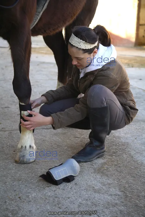 : The young cavalier adjusting gaiters : The young cavalier adjusting gaiters
