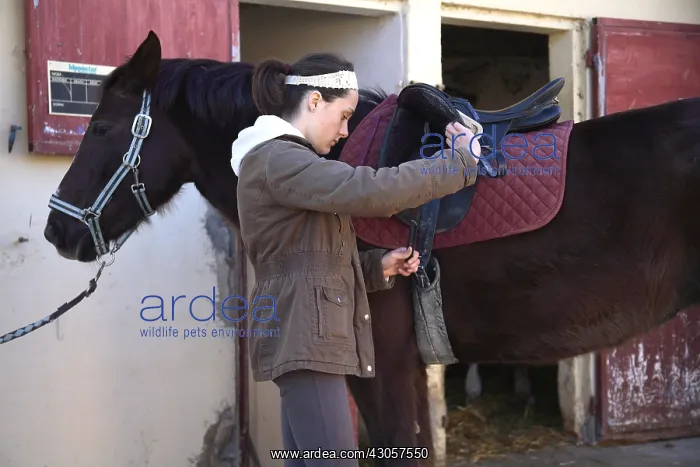 : Young cavalier adjusting the saddle of his horse : Young cavalier adjusting the saddle of his horse