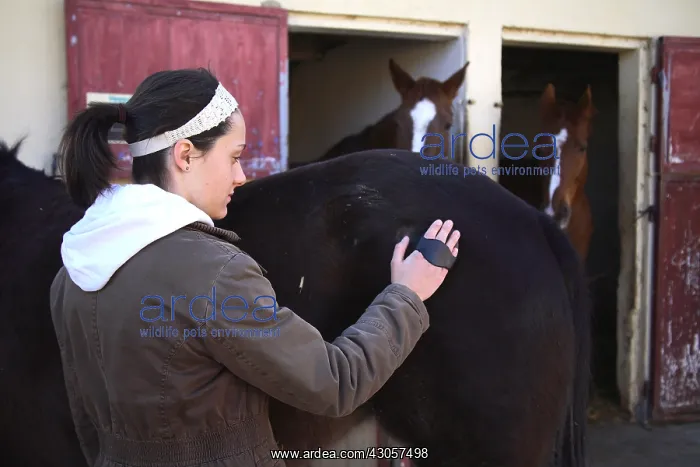 : A young cavalier brushing her horse : A young cavalier brushing her horse