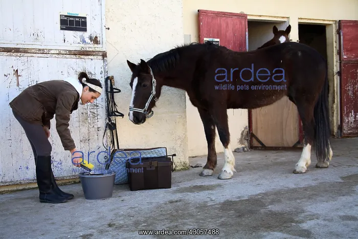 : A young cavalier preparing her horse : A young cavalier preparing her horse