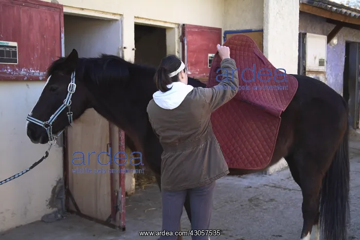 : Young cavalier putting a carpet in his saddle horse : Young cavalier putting a carpet in his saddle horse