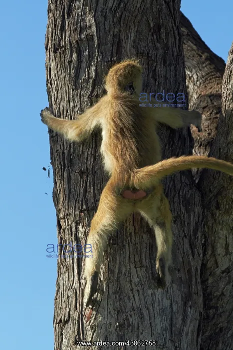 : Young Chacma baboon (Papio ursinus), Hwange : Young Chacma baboon (Papio ursinus), Hwange