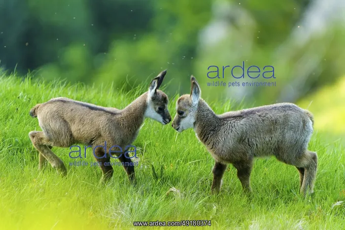 : Two young chamois in curious confrontation on a green meadow : Two young chamois in curious confrontation on a green meadow
