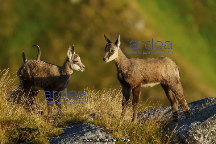 : Two young chamois curiously exploring the rocky surroundings : Two young chamois curiously exploring the rocky surroundings