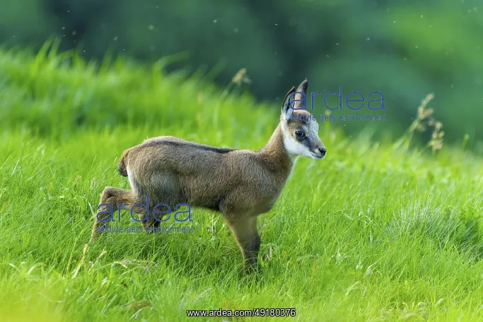 : A young chamois on a green meadow : A young chamois on a green meadow