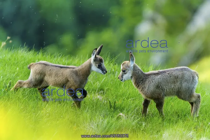: Two young chamois playing on a green meadow : Two young chamois playing on a green meadow