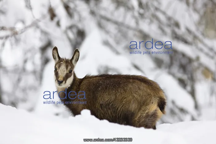 : Young Chamois (Rupicapra rupicapra) in early : Young Chamois (Rupicapra rupicapra) in early