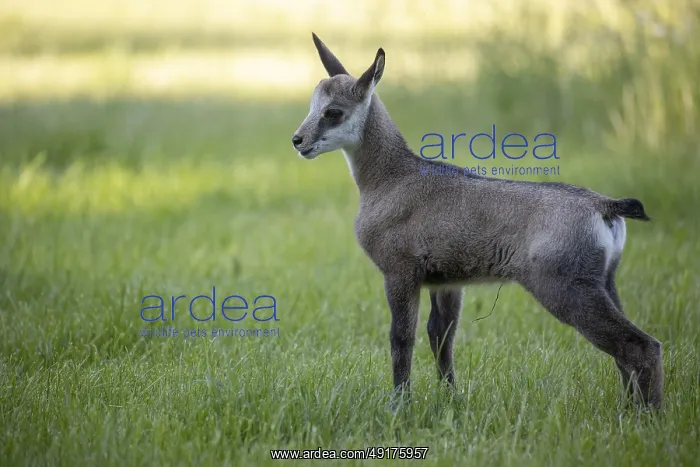  : One young Chamois (Rupicapra rupicapra) standing on a fresh green meadow