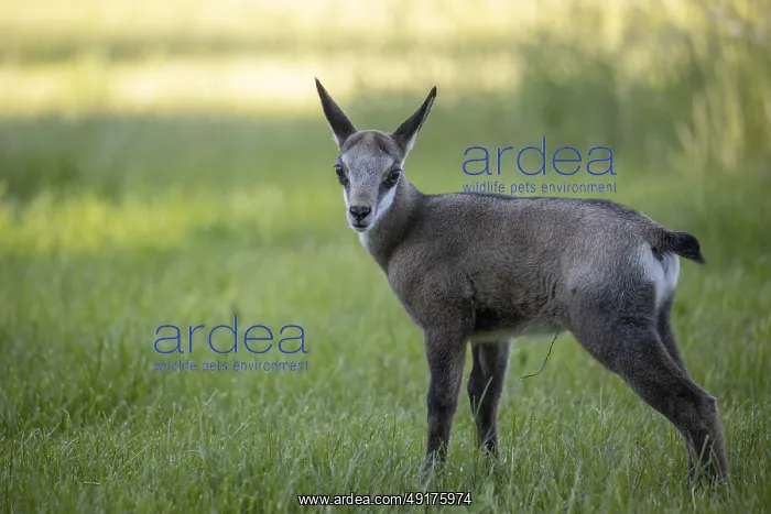 : One young Chamois (Rupicapra rupicapra) standing on a fresh green meadow : One young Chamois (Rupicapra rupicapra) standing on a fresh green meadow