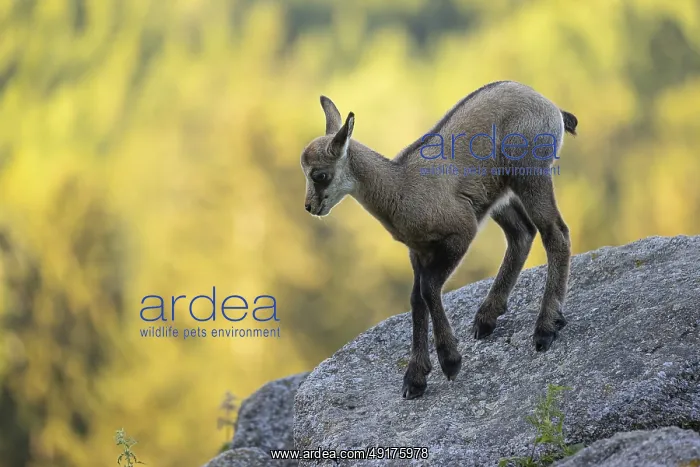 : One young Chamois (Rupicapra rupicapra) standing on a rock : One young Chamois (Rupicapra rupicapra) standing on a rock