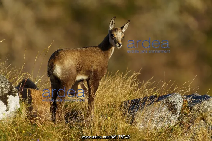: Young chamois standing upright on a grassy area : Young chamois standing upright on a grassy area