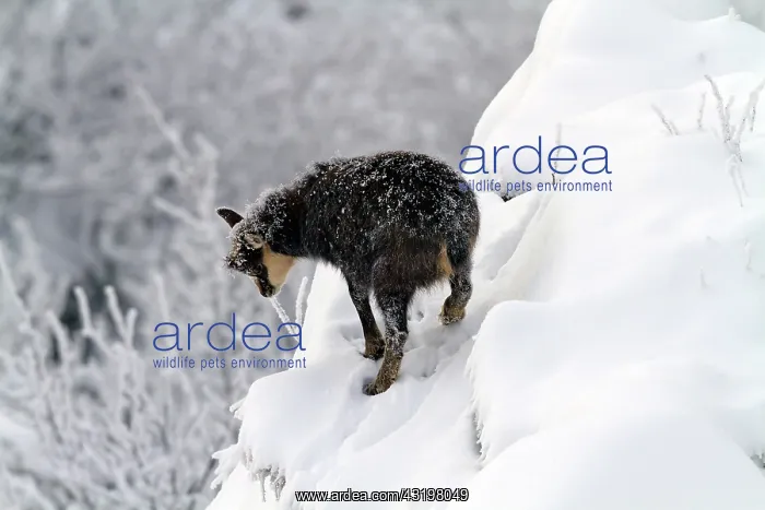 : Young chamois on a steep slope in the snow after : Young chamois on a steep slope in the snow after