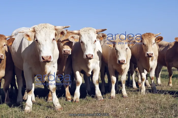  : Young Charolais cattle Baie de somme Picardie France