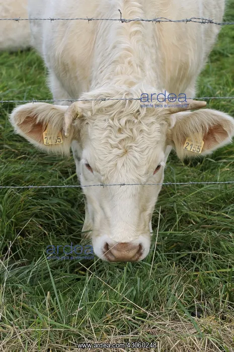  : Young Charolais grazing in autumn