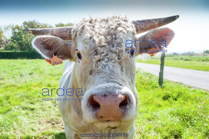 : Young Charolaise bull portrait : Young Charolaise bull portrait