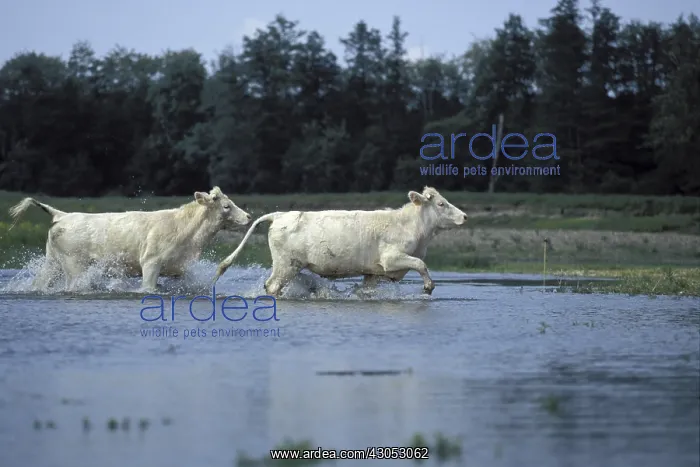 : Young Charolaise cow in Loire river Bourgogne France : Young Charolaise cow in Loire river Bourgogne France