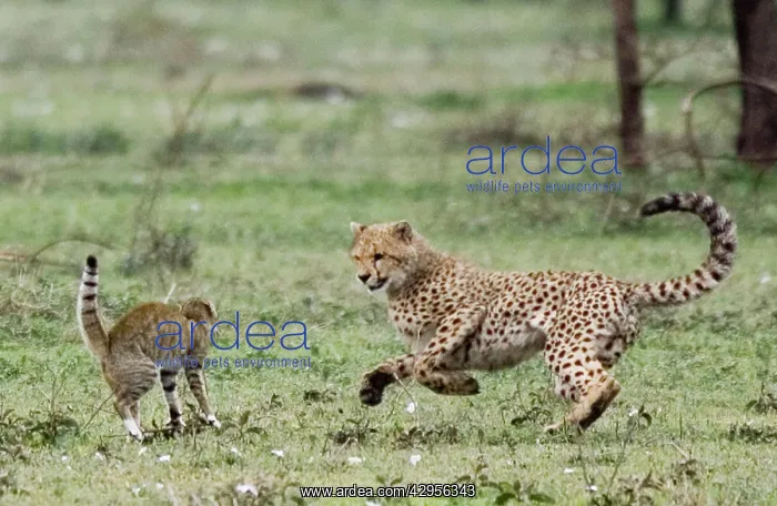 : Young Cheetah - Fighting with a Wild Cat (Felis silvestris) : Young Cheetah - Fighting with a Wild Cat (Felis silvestris)