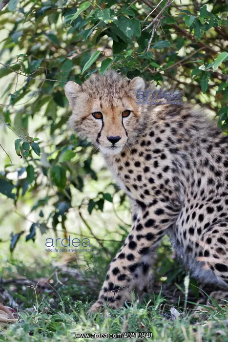 : Young cheetah resting beneath bush, Maasai : Young cheetah resting beneath bush, Maasai