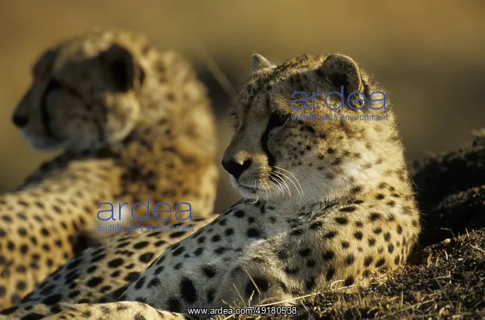: Young cheetahs (Acinonyx jubatus) : Young cheetahs (Acinonyx jubatus)