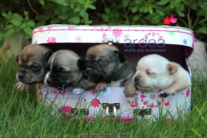 : Young Chihuahuas in a suitcase in the grass - France : Young Chihuahuas in a suitcase in the grass - France