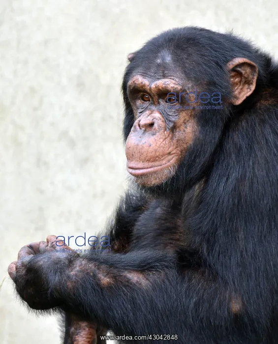  : Young Chimpanzee