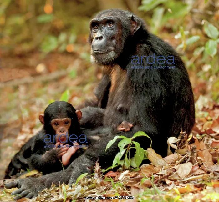 : Young chimpanzee examining his foot while : Young chimpanzee examining his foot while