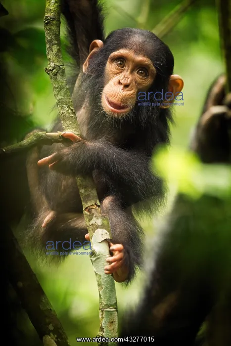  : A young Chimpanzee (Pan troglodytes) plays in the