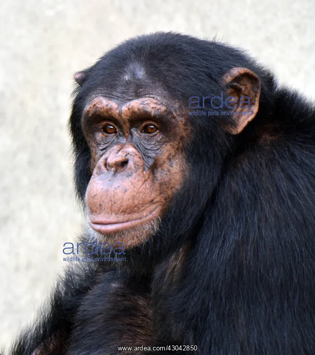 : Young Chimpanzee in pensive mood : Young Chimpanzee in pensive mood