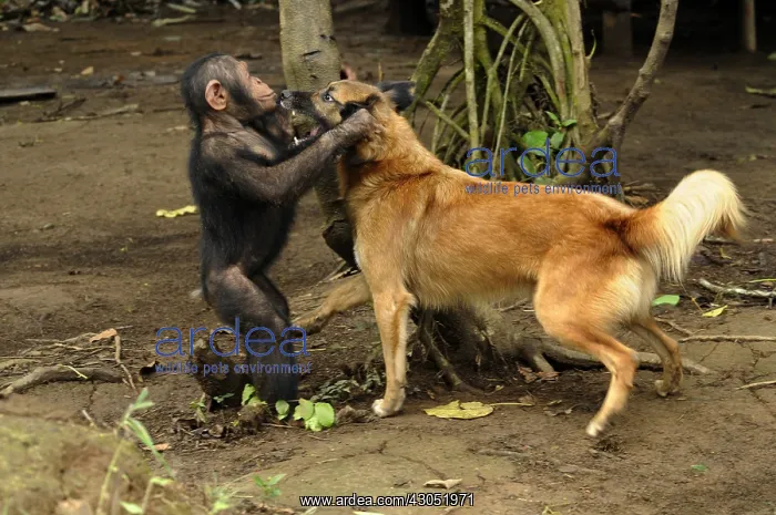 : Young Chimpanzee playing with a dog in Cameroon : Young Chimpanzee playing with a dog in Cameroon