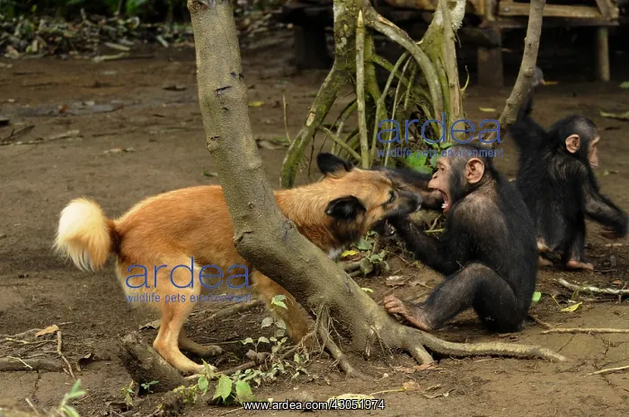 : Young Chimpanzee playing with a dog in Cameroon : Young Chimpanzee playing with a dog in Cameroon