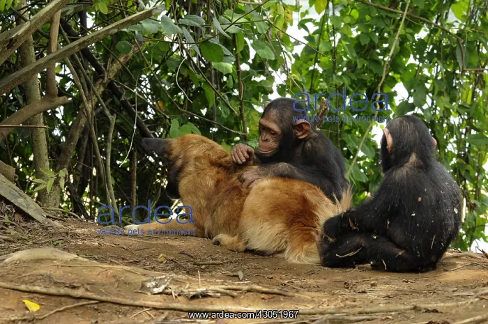 : Young Chimpanzees grooming a dog in Cameroon : Young Chimpanzees grooming a dog in Cameroon