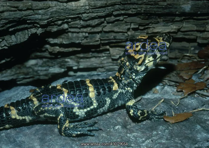 : Young Chinese Alligator : Young Chinese Alligator