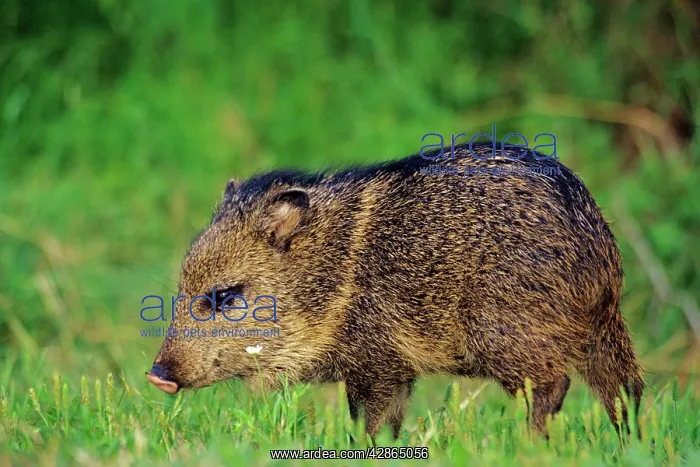 : Young Collared Peccary / Javelina : Young Collared Peccary / Javelina