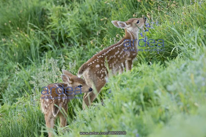: Two young Columbian black-tailed deer (Odocoileus : Two young Columbian black-tailed deer (Odocoileus
