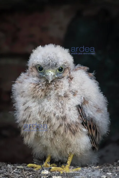 : Young Common Common Kestrel (Falco tinnunculus) : Young Common Common Kestrel (Falco tinnunculus)